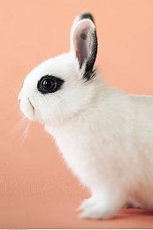 在新的精彩的预告片中，备受期待的路虎载具来到《雪地奔驰》